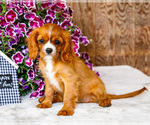 Puppy Poppy Cavalier King Charles Spaniel