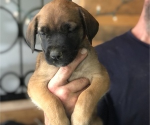 Medium Mastiff