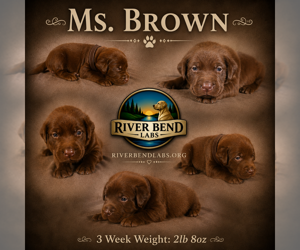 Medium Photo #4 Labrador Retriever Puppy For Sale in WHITNEY, TX, USA