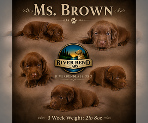 Medium Labrador Retriever
