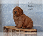 Puppy Timbo Labradoodle