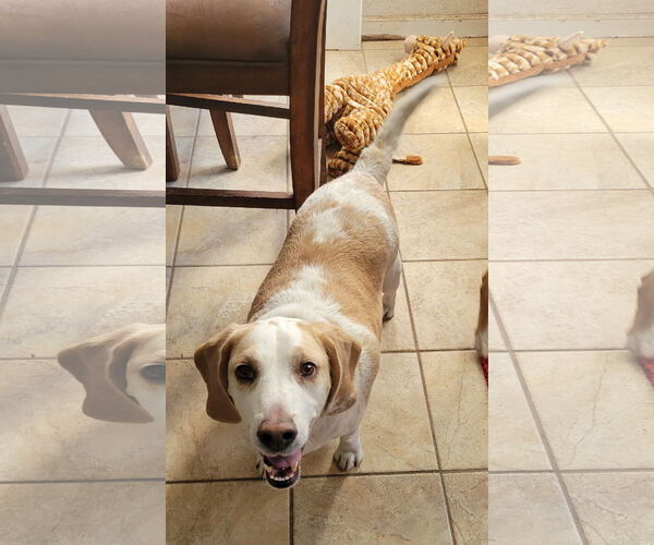 Medium Photo #2 Beagle Puppy For Sale in Las Vegas, NV, USA