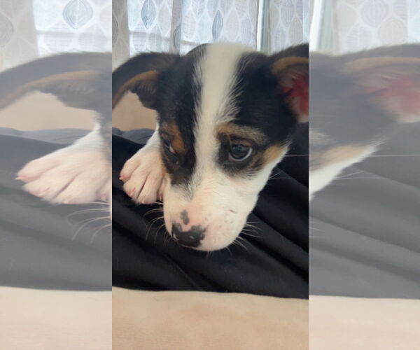 Medium Photo #4 Mutt Puppy For Sale in Doylestown, PA, USA