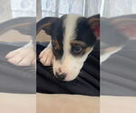 Small #3 Mutt