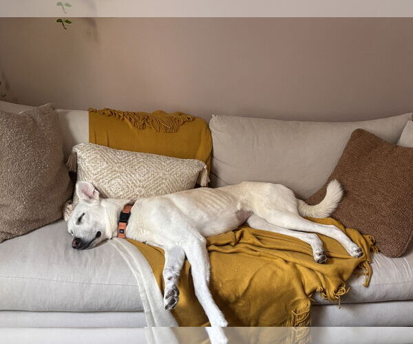 Medium Photo #8 Greyhound-Unknown Mix Puppy For Sale in Minneapolis, MN, USA