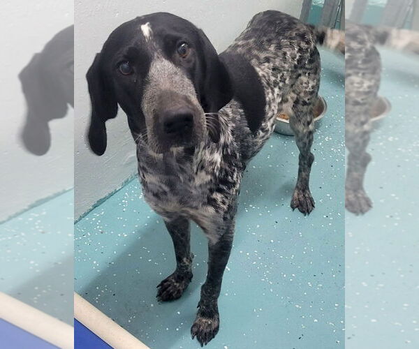 Medium Photo #4 Coonhound-Unknown Mix Puppy For Sale in Jefferson, WI, USA