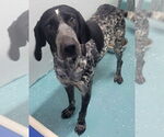 Small #3 Coonhound Mix