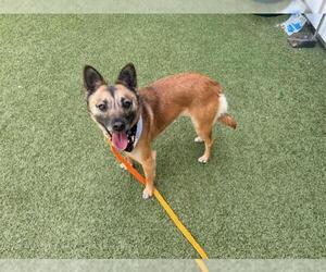 Chihuahua-Unknown Mix Dogs for adoption in San Martin, CA, USA