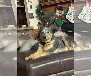 Mutt Dogs for adoption in Garden City, NY, USA