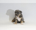 Small Photo #6 American Bully Puppy For Sale in BRANDYWINE, MD, USA
