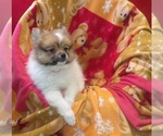 Small #4 Pomeranian