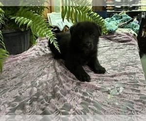 German Shepherd Dog Puppy for Sale in FORDLAND, Missouri USA