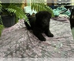 Image preview for Ad Listing. Nickname: Shadow