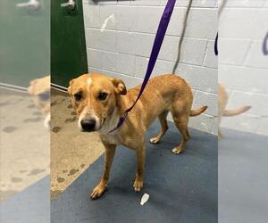 Labrador Retriever-Unknown Mix Dogs for adoption in Woodland, CA, USA