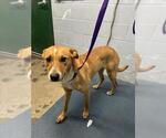 Small Labrador Retriever Mix