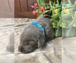 Small #6 Labrador Retriever