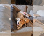 Small #3 Labrador Retriever Mix