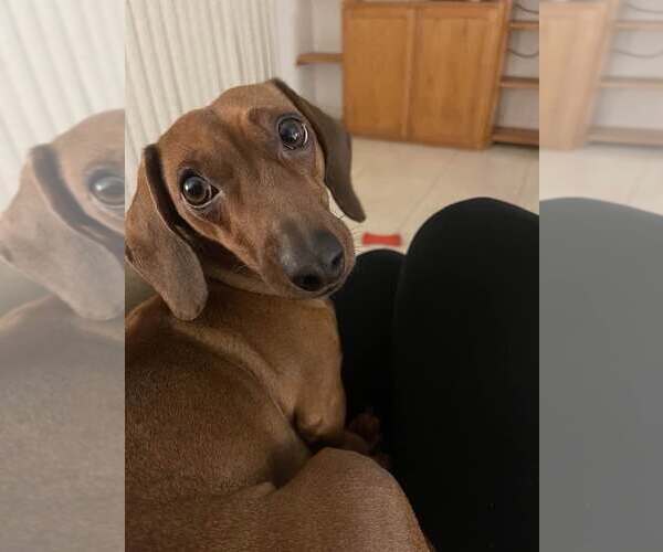 Medium Photo #2 Dachshund Puppy For Sale in Los Angeles, CA, USA