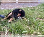 Small Photo #3 Border Collie-Unknown Mix Puppy For Sale in LANCASTER, PA, USA