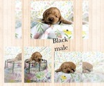 Puppy Black Male Golden Retriever