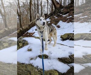 Skylar *foster needed* - Male - Mix Dog for Adoption - Photo #13