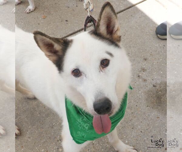 Medium Photo #8 Siberian Husky-Unknown Mix Puppy For Sale in Washington, DC, USA