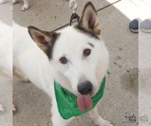 Nieves - Male Siberian Husky-Unknown Mix Dog for Adoption - Photo #8
