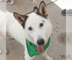 Small #7 Siberian Husky Mix