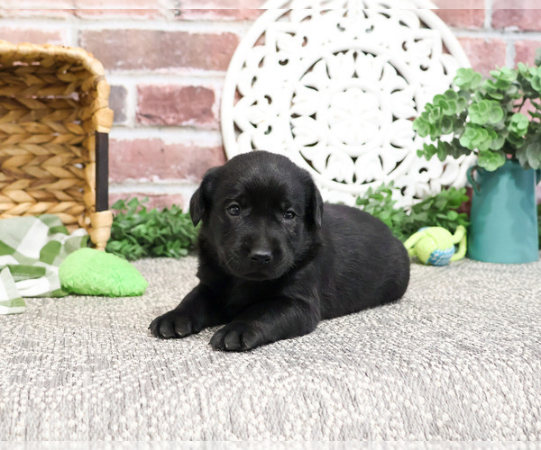 Medium Photo #8 Labrador Retriever Puppy For Sale in SYRACUSE, IN, USA