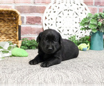 Small #7 Labrador Retriever