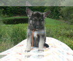 Small #5 German Shepherd Dog