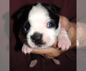 Boston Terrier Puppy for sale in CRKD RVR RNCH, OR, USA