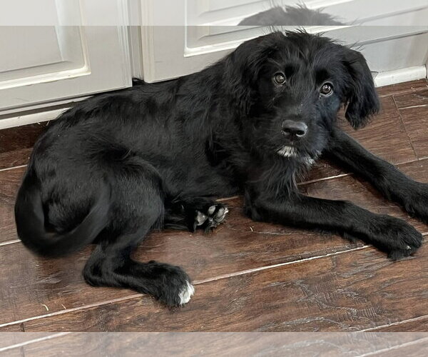 Medium Photo #12 Mutt Puppy For Sale in Fort Worth, TX, USA