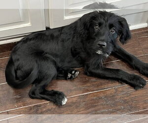 Jesse - Male Mutt Dog for Adoption - Photo #12