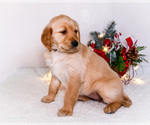 Small Photo #6 Golden Retriever Puppy For Sale in WAKARUSA, IN, USA