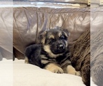 Small Photo #26 German Shepherd Dog Puppy For Sale in BRIGHTON, CO, USA