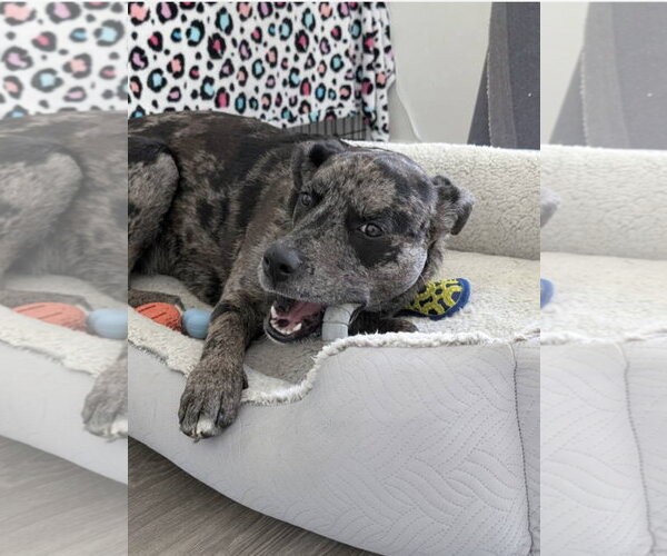 Medium Photo #10 Catahoula Leopard Dog-Unknown Mix Puppy For Sale in Euless, TX, USA