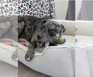 Stella - Female Catahoula Leopard Dog-Unknown Mix Dog for Adoption - Photo #9