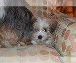 Small Photo #26 Pom-Shi Puppy For Sale in DINWIDDIE, VA, USA