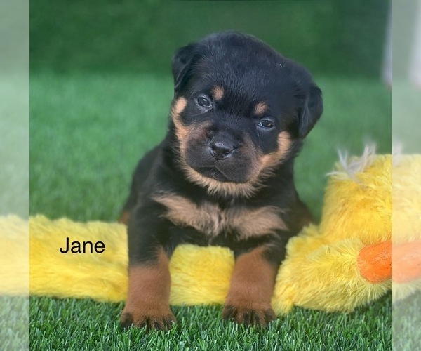 Medium Photo #13 Rottweiler Puppy For Sale in HOPKINSVILLE, KY, USA