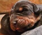 Small Photo #3 Doberman Pinscher Puppy For Sale in BON AQUA, TN, USA