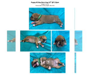 Boxer Puppy for sale in BRAIDWOOD, IL, USA
