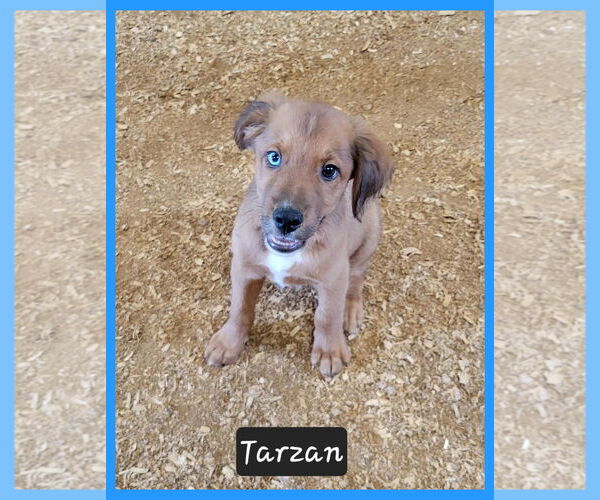 Medium Photo #1 Australian Retriever Puppy For Sale in Granbury, TX, USA