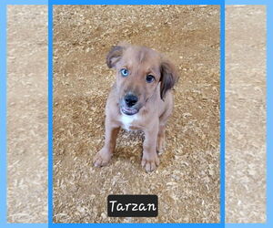 Australian Retriever Dogs for adoption in Granbury, TX, USA