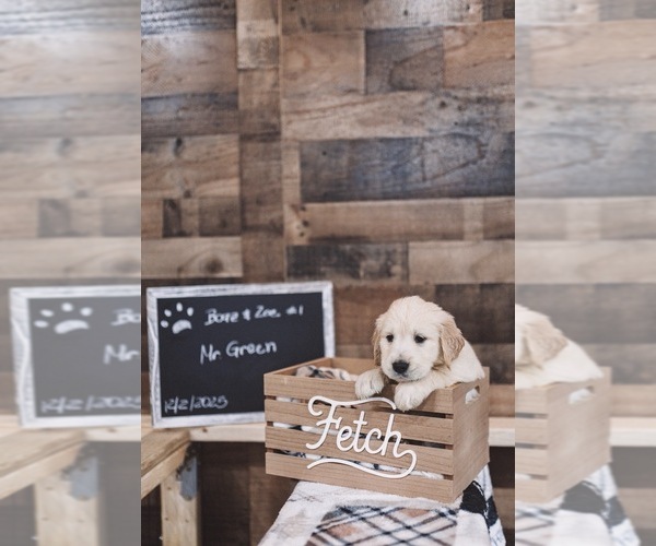 Medium Photo #8 English Cream Golden Retriever Puppy For Sale in VERONA, KY, USA