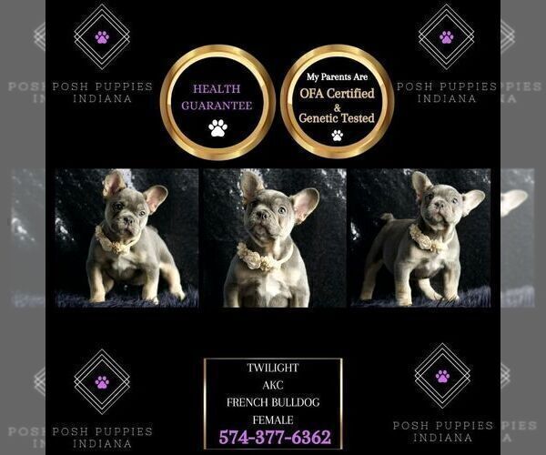 Medium Photo #99 French Bulldog Puppy For Sale in WARSAW, IN, USA
