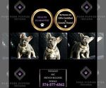 Small Photo #99 French Bulldog Puppy For Sale in WARSAW, IN, USA
