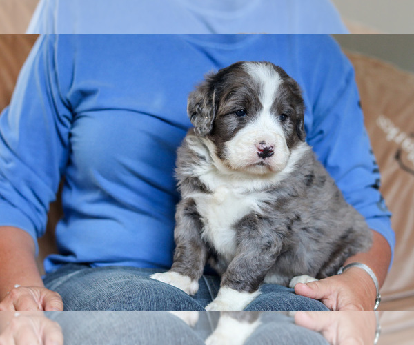 Medium Photo #3 Bernedoodle Puppy For Sale in BERLIN, NJ, USA