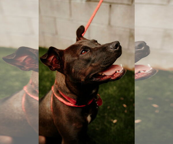 Medium Photo #11 Mutt Puppy For Sale in Holly Springs, NC, USA