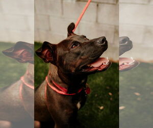 Buddy - Male Mutt Dog for Adoption - Photo #11